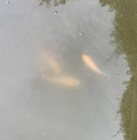 Moving pond - need homes