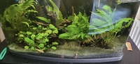 Tropical fish for sale Corys guppys tetras etc reduced