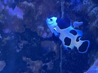 Black Storm Clownfish for Sale