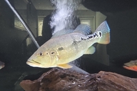 Peacock bass - 11-12 inches - reduced
