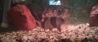 5 inch Clown loach
