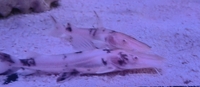 Very rare albino/albino marble TSN
