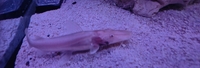 Very rare albino/albino marble TSN