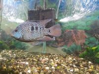 Aquarium fish available closing all tanks down