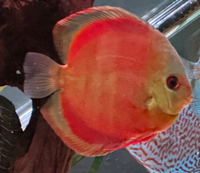 Discus for sale