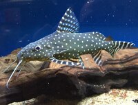 9inch Synodontis Angelicus catfish