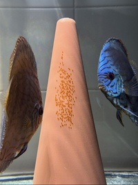 Breeding pair of chens discus