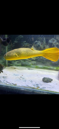 Mbu puffer20inches£450