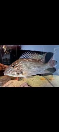 Leucosticta Geophagus x 6