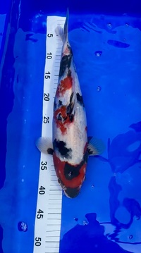 Japanese Koi Paignton