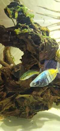 Proven breeding pair of boesmani rainbow fish LONDON SURREY £10
