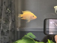 Midas cichlid