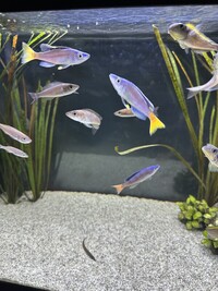 F1 Cyprichromis Leptosoma Utinta Breeding Group x5