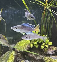 F1 Cyprichromis Leptosoma Utinta Breeding Group x5
