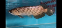 F2 Wild Bloodline Malaysian Golden Crossback Arowana