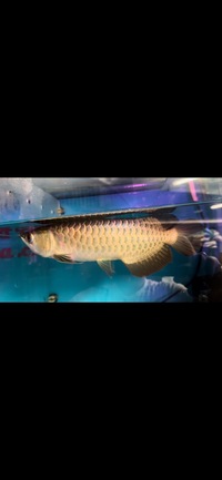 F2 wild bloodline gold base crossback arowana