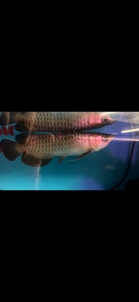 F2 wild bloodline gold base crossback arowana