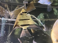 Proven Sexed pair of Adult Red Shoulder Manacapuru Angelfish,