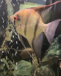Proven Sexed pair of Adult Red Shoulder Manacapuru Angelfish,