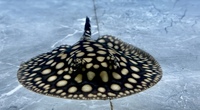 BD Female Stingray