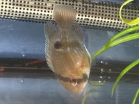 Keyhole Cichlid Cleithracara maronii