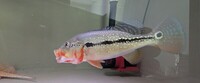 Fogo bass 8 inch