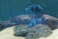 Neetroplus Nematopus cichlids