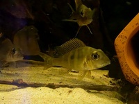 Geophagus pyrocephalus  red head tapajos 