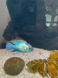 electric blue acara