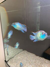 electric blue acara