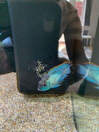 electric blue acara