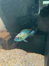 electric blue acara