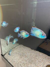electric blue acara
