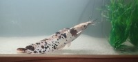 albino spotted clarias catfish