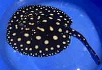 Black Diamond Stingray female 8/9 inches