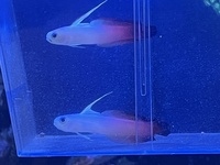 Firefish Pair Very rare