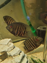 Liberifer mouth brooding severum