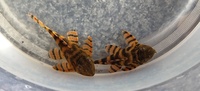 Pleco Trades?