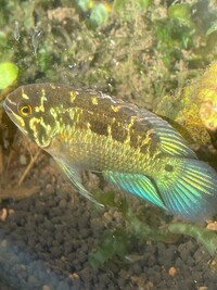 Ivanacara bimaculata