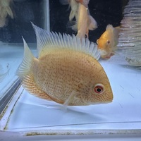 Severum £40 - Large