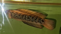 Snakehead Channa Asiatica 12 inches - £50 ono
