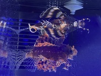 Dwarf lions and leaf fish