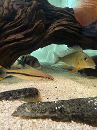 Denison barb