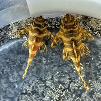 L134 Leopard Plecos X2 unsexed £40 each