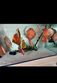 Discus : need to go this weekend : reduced