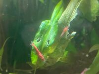 Red Cherry Shrimps 1 pound each up to 100 collection only