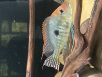 6FT SHUT DOWN, FISH MUST GO SA CICHLIDS & PLECOS