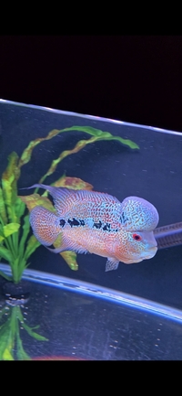Male zhen zhu thick pearl flowerhorn