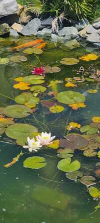 Pond Closure
