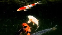 Pond Closure